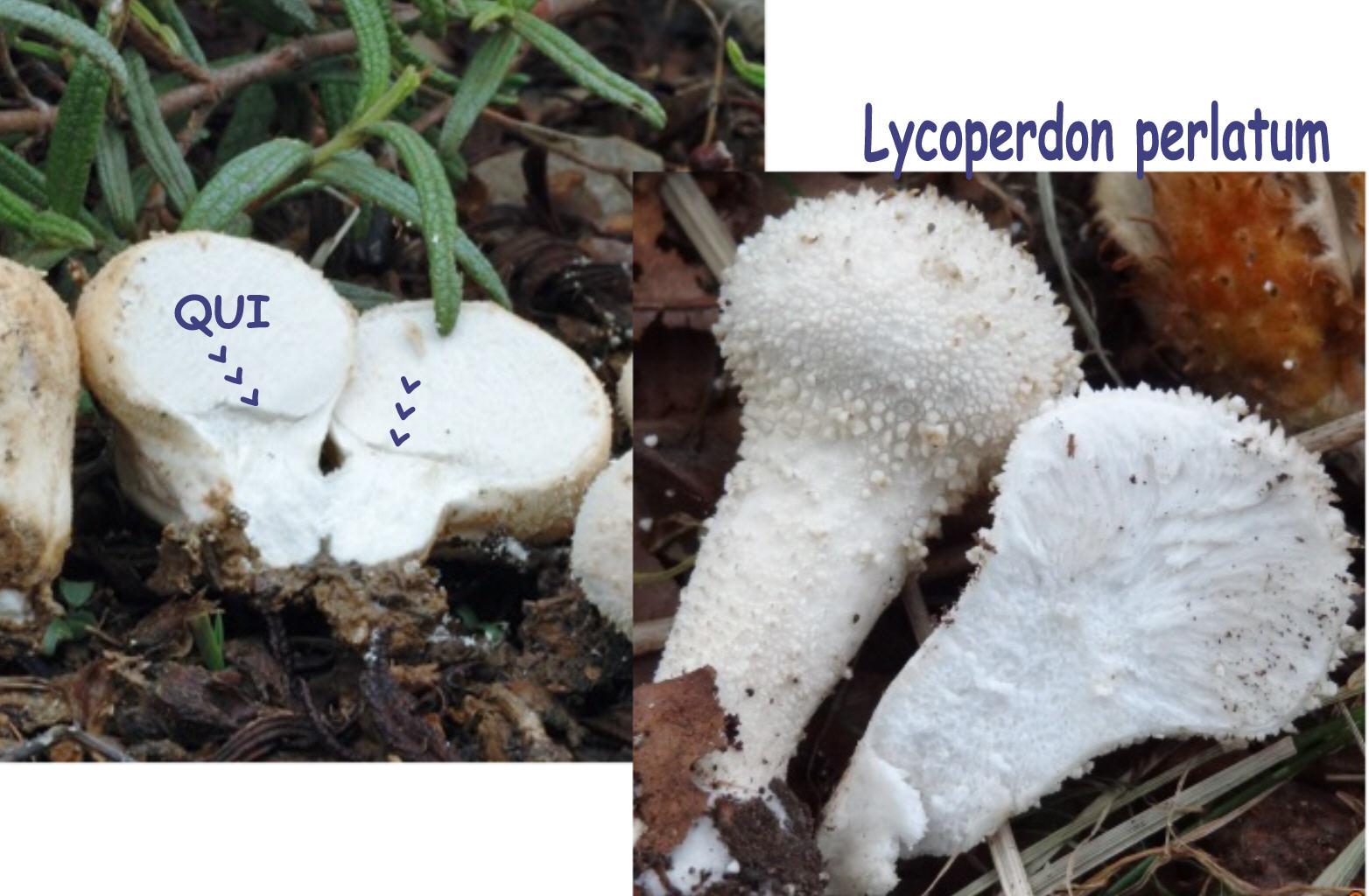 Bovista e/o Lycoperdon?